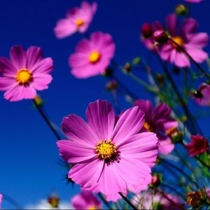 Meet your Posher, Bailey